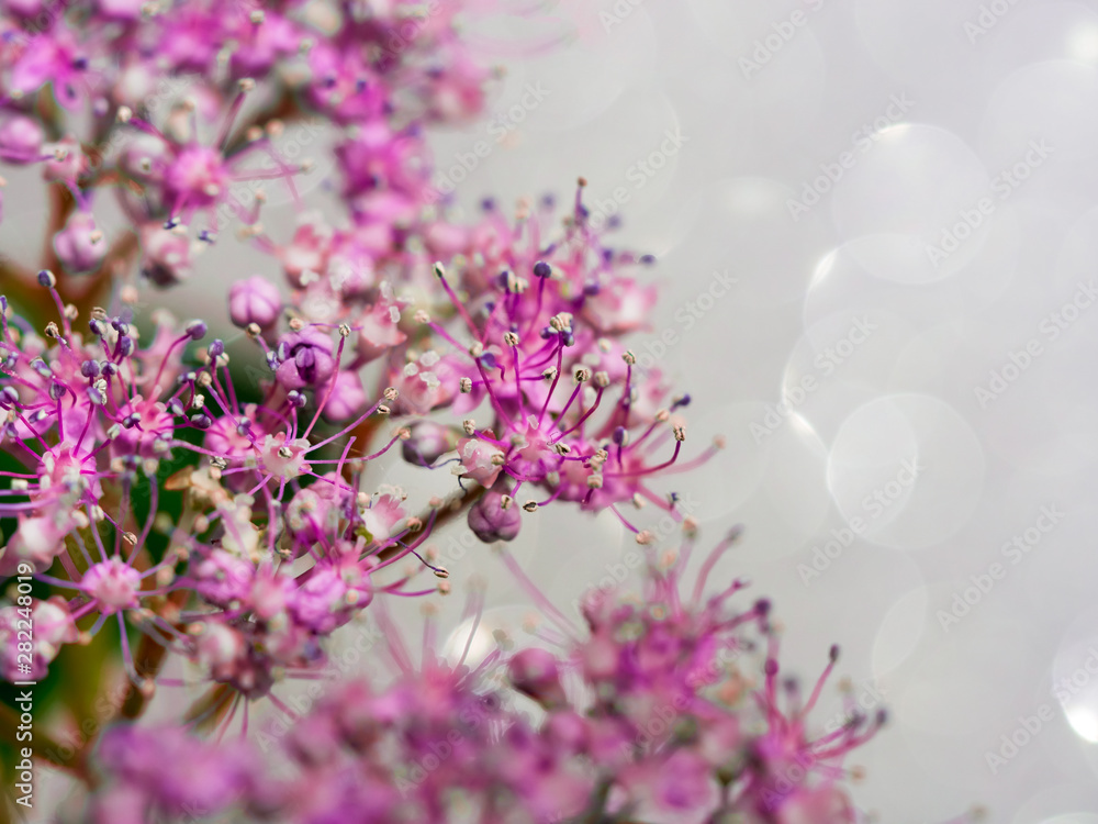 Dreamy pink floral macro.