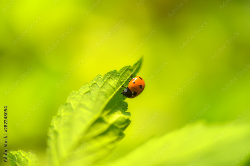 Fototapeta premium Close-ups of different insects inhabiting wild plants