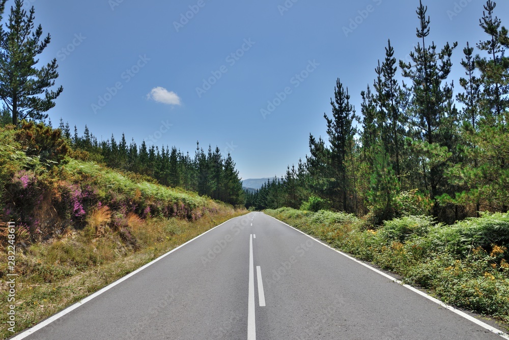 asphalt road between trees with mountains on the horizon, beautiful landscape