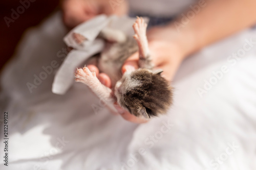 Fotografija Woman massaging kittens belly
