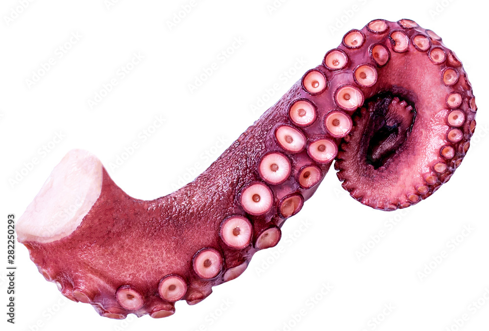 Foto Isolated Octopus