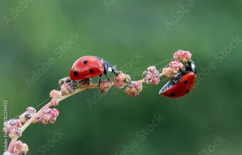 Macro of ladybug on a blade of grass in the morning sun © mehmetkrc