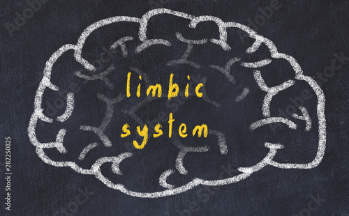Drawind of human brain on chalkboard with inscription limbic system photo