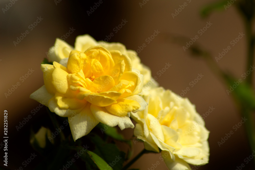 yellow rose in nature garden yellow rose in nature garden