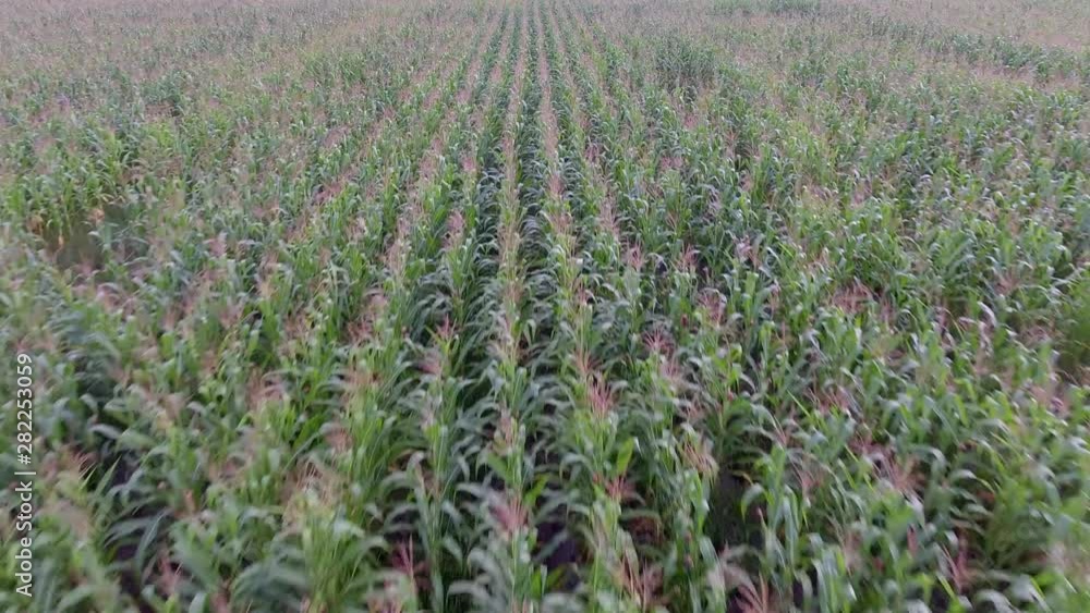 4K, Aerial view, Corn field. Plantation, field a golden corn. Green corn field and beautiful sky with clouds 4K, Aerial view, Corn field. Plantation, field a golden corn. Green corn field and beautiful sky with clouds