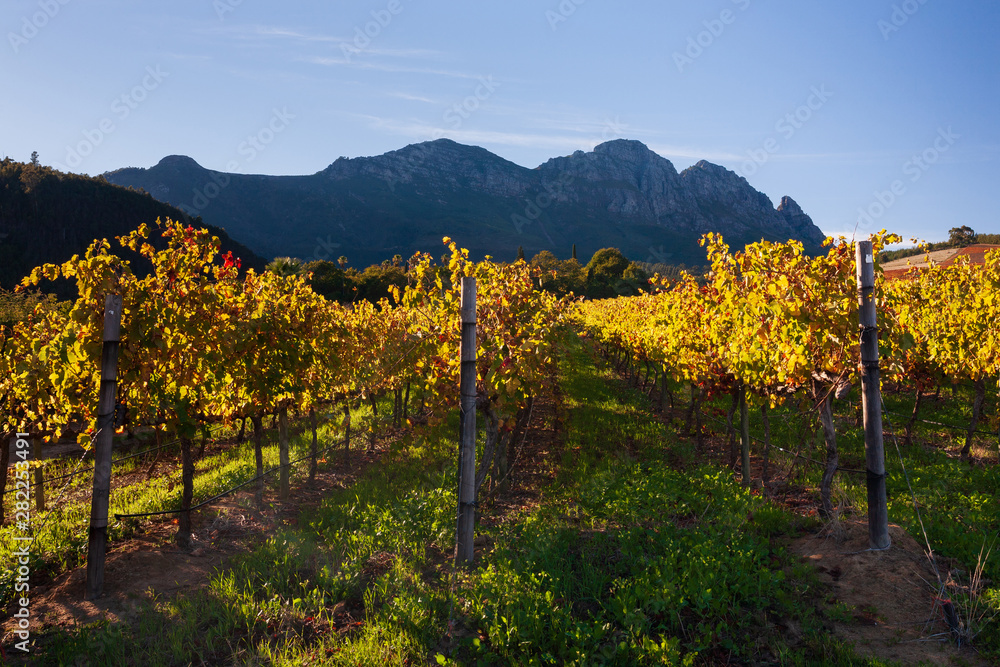 Golden grapevines on a farm with dramatic mountain background.