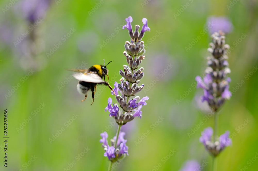 A bumblebee flying towards lavender flowers A bumblebee flying towards lavender flowers
