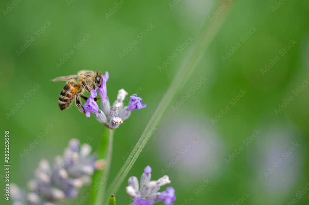 A bee on the lavender flowers. A bee on the lavender flowers.