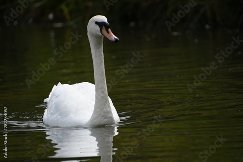 White swan in the water