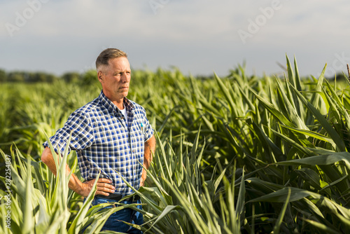 Middle age man inspecting a cornfield