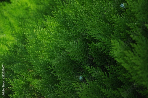 Thuja greens with cones close-up