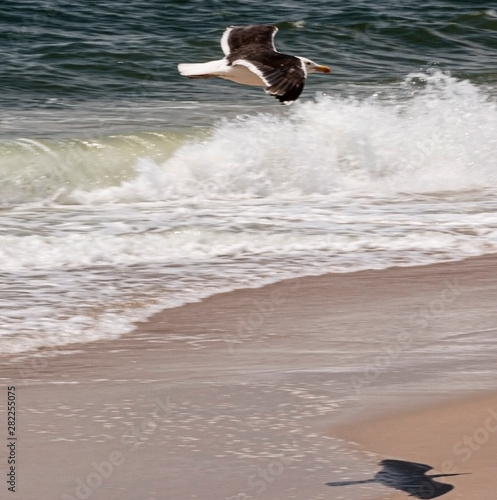 Seagull flying low on the coastline with its shadow on the sand