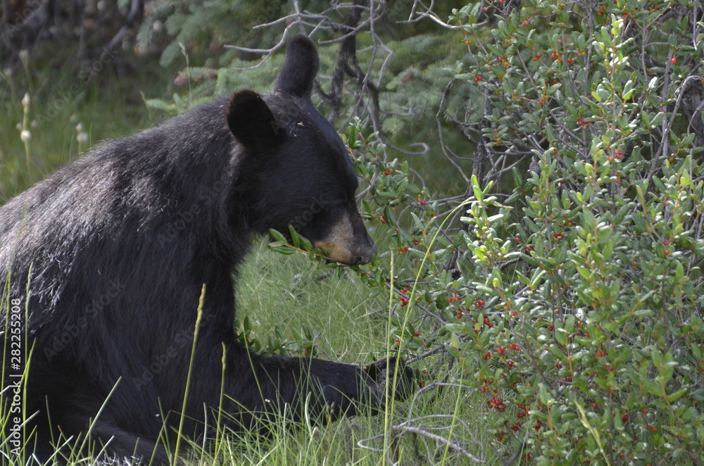 Naklejka premium Black bear eating buffalo berries