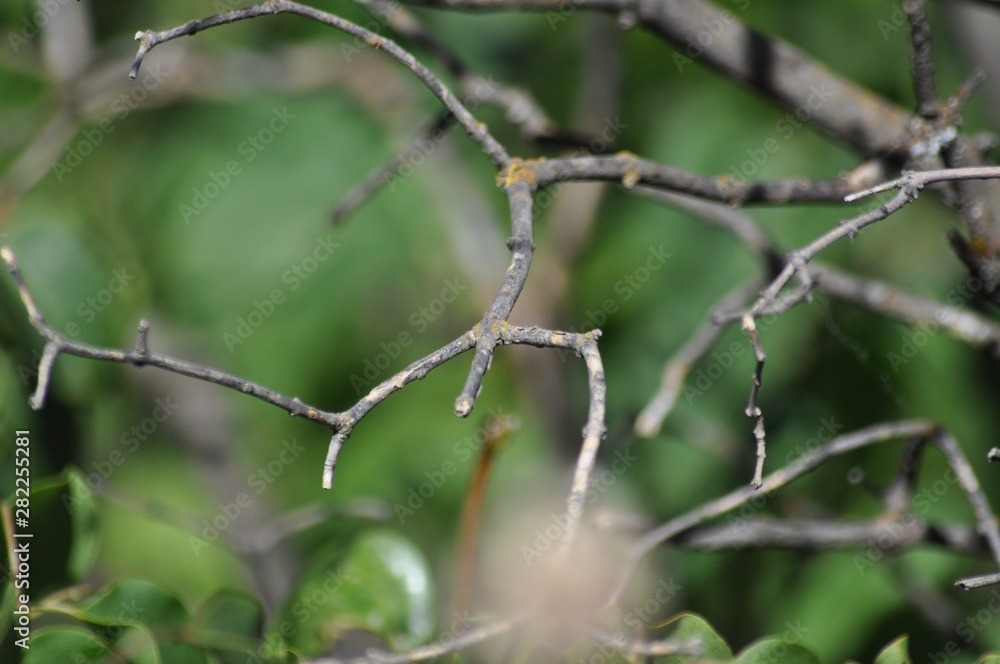 Tree branches with lichen among the foliage closeup Tree branches with lichen among the foliage closeup