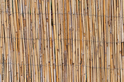 abstract background with reeds, background texture