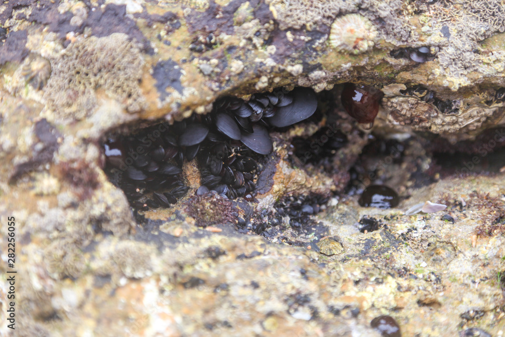 Small wild Mussels growing on Rock