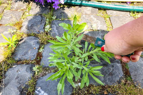 Unkraut jäten, Garten  photo