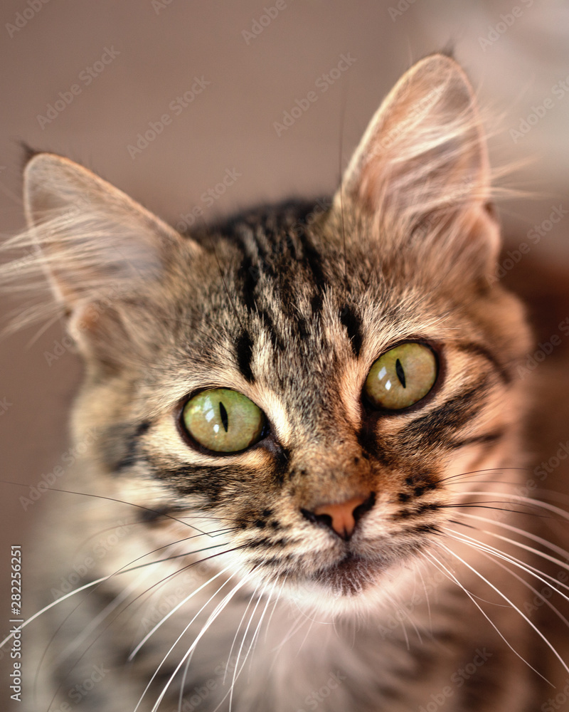 Domestic cat with green eyes, portrait