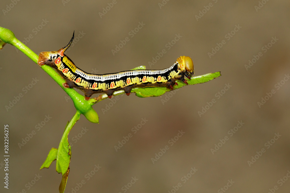 Image of Caterpillars of Bee Hawk Moth on the branches on a natural background. Insect. Animal.