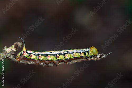 Image of Caterpillars of Bee Hawk Moth on the branches on a natural background. Insect. Animal.