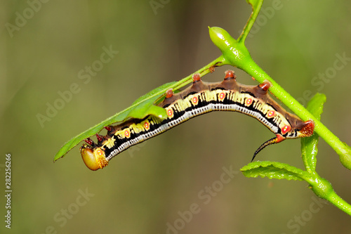 Image of Caterpillars of Bee Hawk Moth on the branches on a natural background. Insect. Animal.