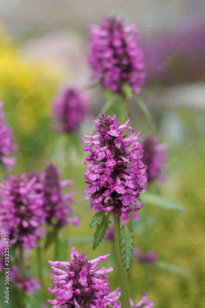 field plant with a thick stem and small purple flowers close-up