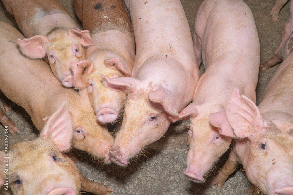 Group of pig that looks healthy in local ASEAN swine farm at livestock. The concept of standardized and clean farming without local diseases or conditions that affect piglet growth or fecundity Group of pig that looks healthy in local ASEAN swine farm at livestock. The concept of standardized and clean farming without local diseases or conditions that affect piglet growth or fecundity