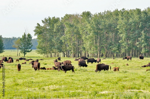 Wood Bison at Elk Island National Park