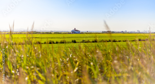 Arrozal de Valencia en Albufera