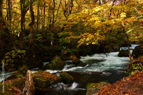 Fototapeta Naklejka Na Ścianę i Meble -  Ashura current oirase at oirase stream. vibrant autumn colors (foliage) at lake towada, Aomori Prefecture