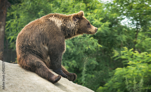Great brown bear sitting on a hill photo