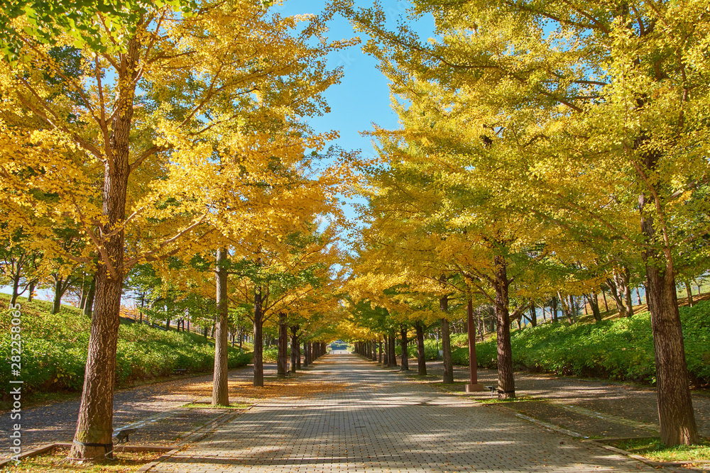 Vibrant autumn colors (foliage) of ginkgo at Bandai Azuma sport park,  Fukushima Prefecture, Japan