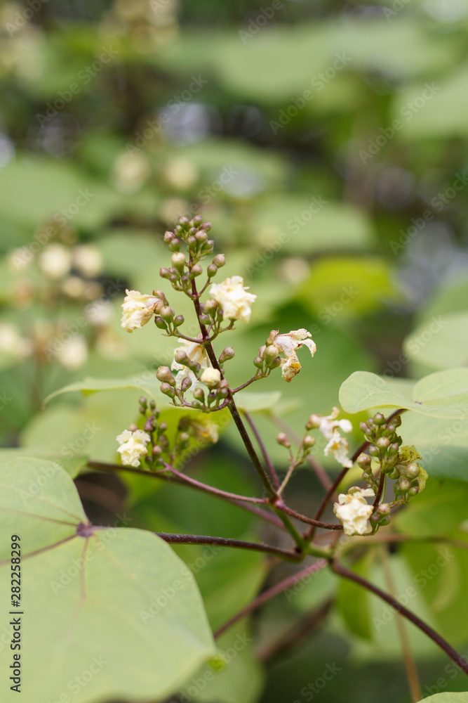 garden plants with small flowers and seeds close-up