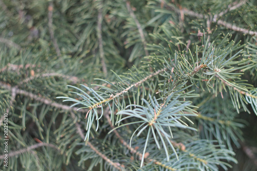 natural background with green needles of wild larch close-up