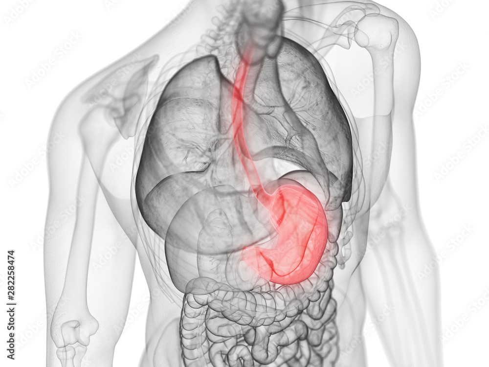 3d rendered medically accurate illustration of the stomach 3d rendered medically accurate illustration of the stomach