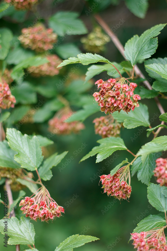 garden plants with small flowers and seeds close-up garden plants with small flowers and seeds close-up