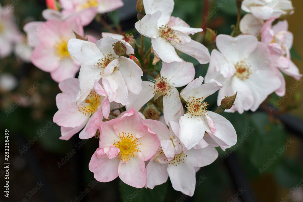delicate white and pink flowers on the rosehip Bush close-up delicate white and pink flowers on the rosehip Bush close-up