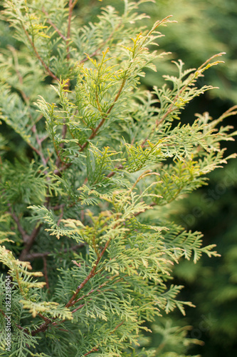 natural background of young branches of coniferous plants