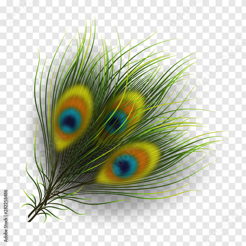 Peacock feathers on transparent background. Realistic decorative elements for holiday background. Vector illustration.