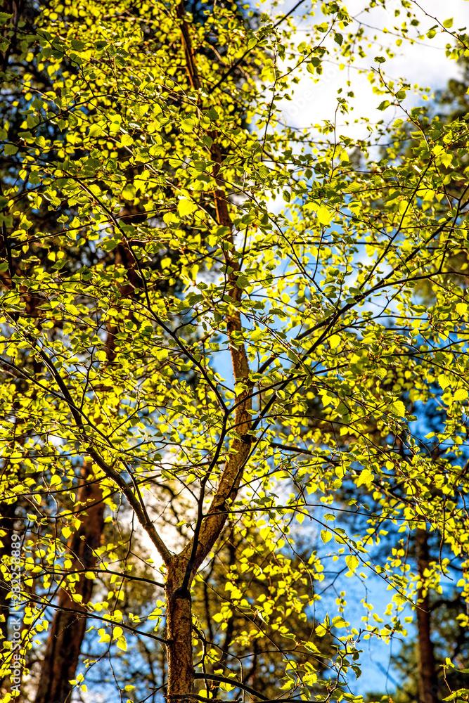 European hornbeam, young leaf in spring in back light