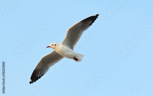 Beautiful seagull flying in the sky. © Passakorn