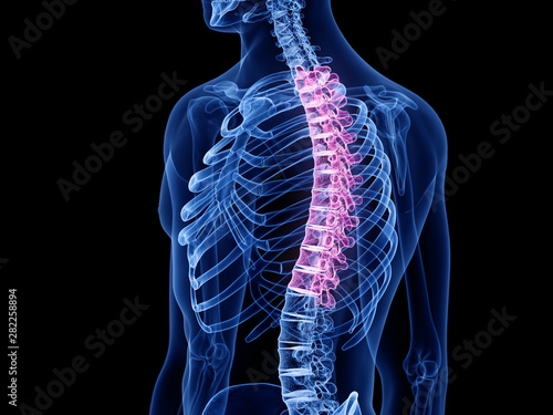 Foto 3d rendered medically accurate illustration of the thoracic spine
