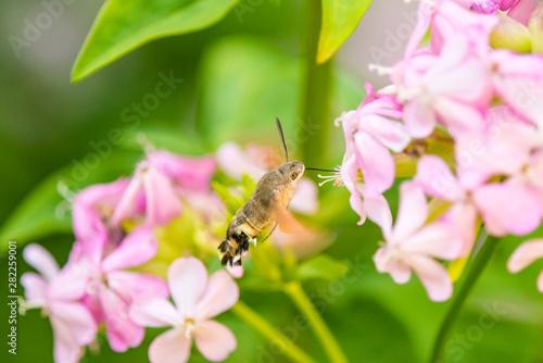 hummingbird hawk-moth on a flower of a soapwort