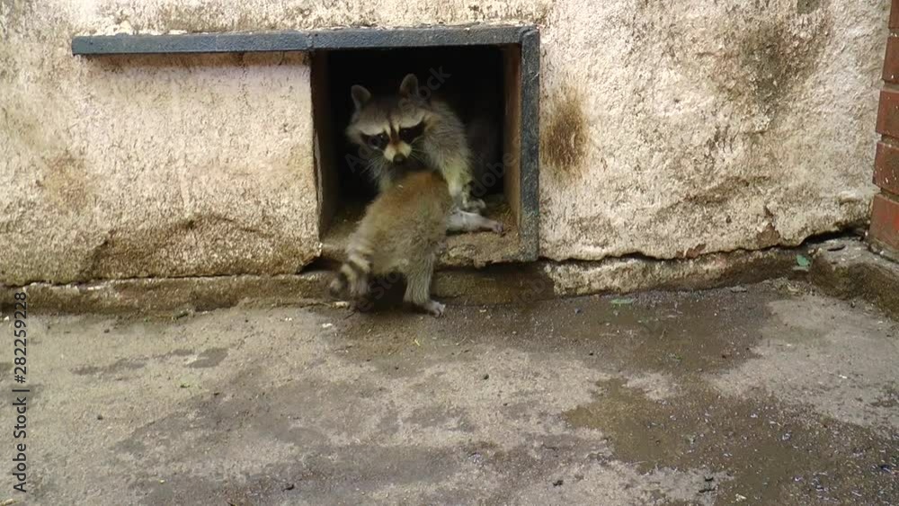 Raccoon, or American raccoon (Procyon lotor) - a predatory mammal from the raccoon family. Living in the wild and in cities and villages. Very caring parents. Raccoon, or American raccoon (Procyon lotor) - a predatory mammal from the raccoon family. Living in the wild and in cities and villages. Very caring parents.