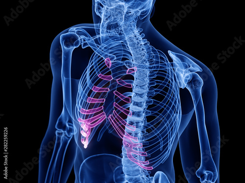 3d rendered medically accurate illustration of the costal cartilage