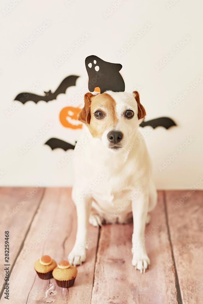 Dog Jack Russell Terrier in a ghost hat against a background of bats and pumpkins