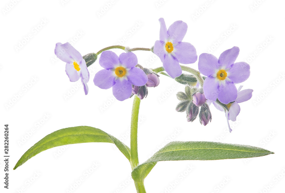 small lilac forget-me-not blooms on stem small lilac forget-me-not blooms on stem