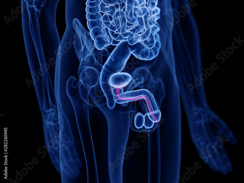3d rendered medically accurate illustration of the urethra