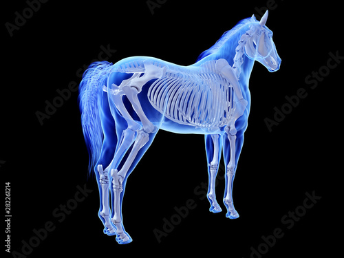 3d rendered medically accurate illustration of the equine skeletal system