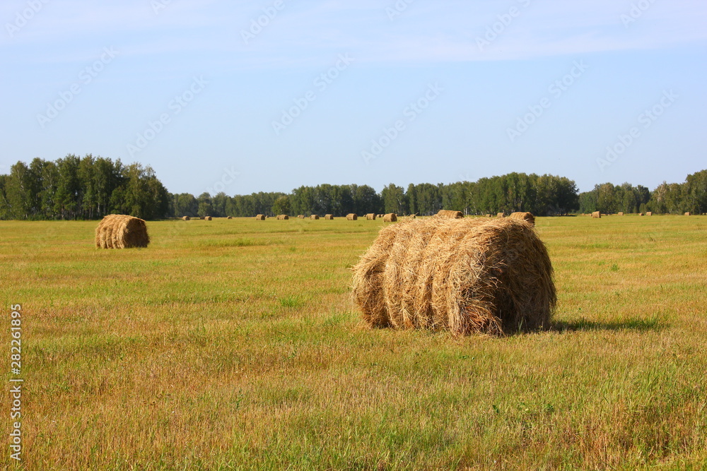 several haystacks in the field and one in the foreground